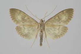 Attēlu rezultāti vaicājumam “Anania lancealis”