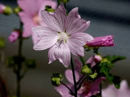 Image result for Malva alcea