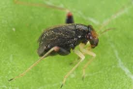 Attēlu rezultāti vaicājumam “Dryophilocoris flavoquadrimaculatus imago”