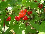 File:<b>Ribes</b> rubrum fruit Luc