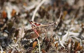 Attēlu rezultāti vaicājumam “Entomophaga grylli”