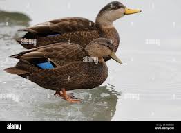 Image result for Anas rubripes