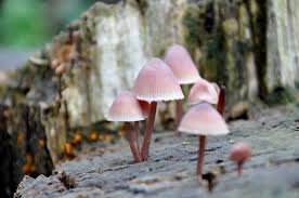 Attēlu rezultāti vaicājumam “Mycena purpureofusca”