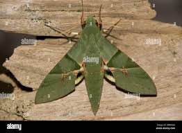 Attēlu rezultāti vaicājumam “Sphingidae”