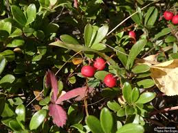 Attēlu rezultāti vaicājumam “Exobasidium uvae-ursi”