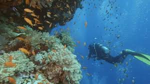 Image result for Scuba Skooling