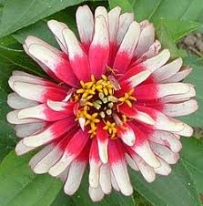 Image result for Zinnia violacea