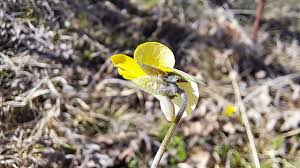 Attēlu rezultāti vaicājumam “Viola tricolor subsp. matutina flower”