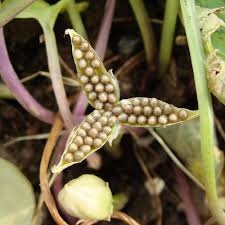 Attēlu rezultāti vaicājumam “Viola riviniana fruit”