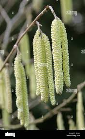 Attēlu rezultāti vaicājumam “Corylus avellana male flower”