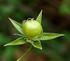 Attēlu rezultāti vaicājumam “Stellaria holostea fruit”
