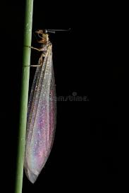 Attēlu rezultāti vaicājumam “Myrmeleontidae imago”