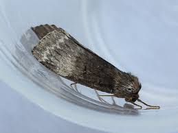 Attēlu rezultāti vaicājumam “Tetheella fluctuosa”