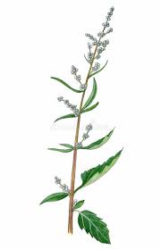 Image result for Chenopodium album