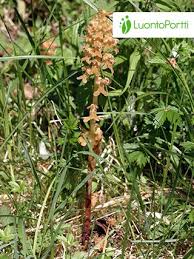 Attēlu rezultāti vaicājumam “Neottia nidus-avis”