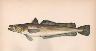 Image result for Merluccius merluccius