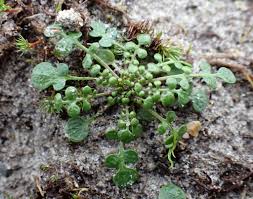 Attēlu rezultāti vaicājumam “Teesdalia nudicaulis”