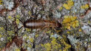Attēlu rezultāti vaicājumam “Forficula auricularia female”