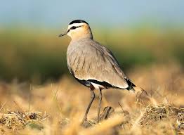 Image result for Vanellus gregarius