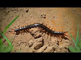 Attēlu rezultāti vaicājumam “Myriapoda”
