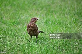 Attēlu rezultāti vaicājumam “Turdus merula juvenile”