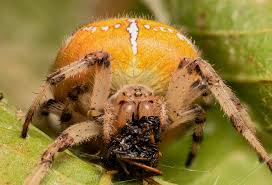 Attēlu rezultāti vaicājumam “Araneus quadratus female”