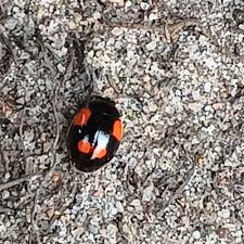 Attēlu rezultāti vaicājumam “Adalia bipunctata imago”