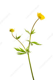 Attēlu rezultāti vaicājumam “Trollius europaeus fruit”