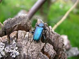 Attēlu rezultāti vaicājumam “Callidium violaceum”