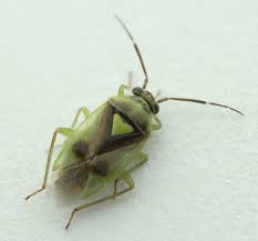 Attēlu rezultāti vaicājumam “Orthops basalis”