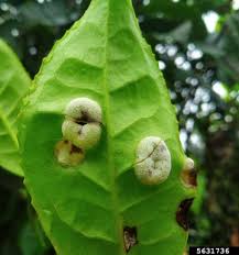 Attēlu rezultāti vaicājumam “Exobasidiales”