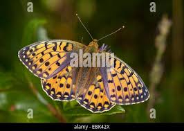 Attēlu rezultāti vaicājumam “Argynnis aglaja underside”