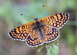Attēlu rezultāti vaicājumam “Melitaea cinxia underside”