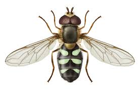 Attēlu rezultāti vaicājumam “Didea alneti”