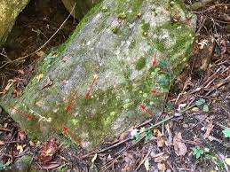 Attēlu rezultāti vaicājumam “Plagiochila porelloides sporophyte”