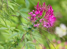 Attēlu rezultāti vaicājumam “Polemoniaceae”