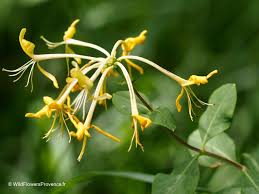 Attēlu rezultāti vaicājumam “Lonicera caerulea var. pallasii flower”