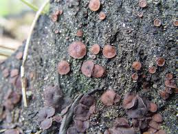 Attēlu rezultāti vaicājumam “Ascobolus furfuraceus”