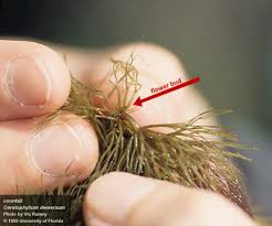 Attēlu rezultāti vaicājumam “Ceratophyllum demersum leaf”