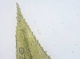 Attēlu rezultāti vaicājumam “Eurhynchium praelongum”