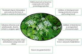 Attēlu rezultāti vaicājumam “Aegopodium podagraria leaf”