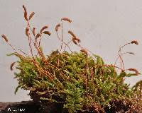 Attēlu rezultāti vaicājumam “Bryum pallescens sporophyte”