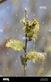 Attēlu rezultāti vaicājumam “Salix cinerea female flower”