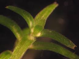 Attēlu rezultāti vaicājumam “Callitriche hermaphroditica leaf”