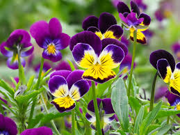 Image result for Hornveilchen