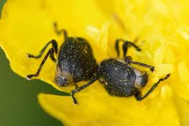 Attēlu rezultāti vaicājumam “Mononychus punctumalbum”