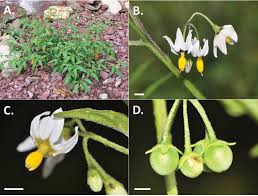 Attēlu rezultāti vaicājumam “Solanaceae”
