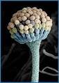aflatoxin