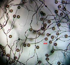 Attēlu rezultāti vaicājumam “Diderma deplanatum”