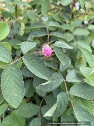 Attēlu rezultāti vaicājumam “Rosa villosa fruit”